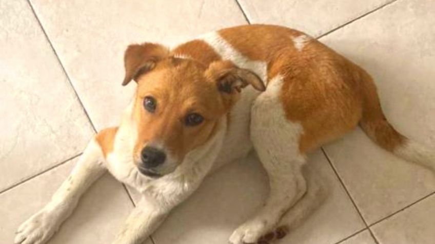 FOTO | Esta adorable perrita de 8 meses está en busca de un hogar amoroso