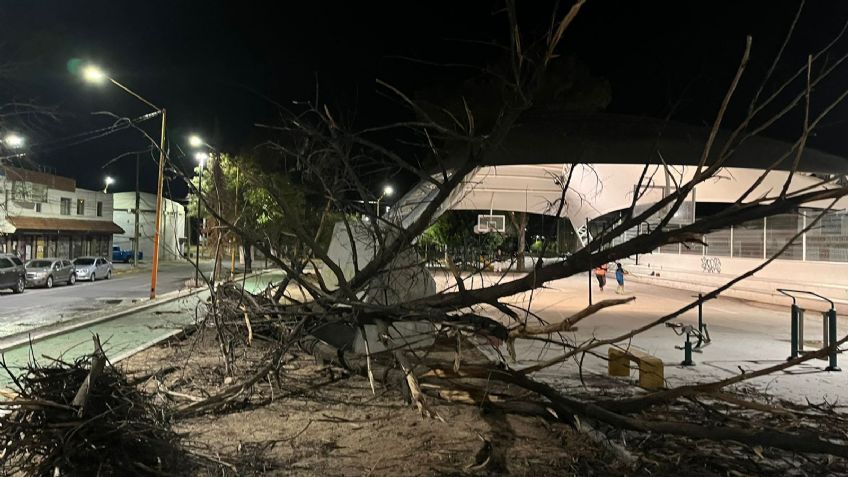 Lluvias y ráfagas de viento provocan caída de árboles y espectaculares