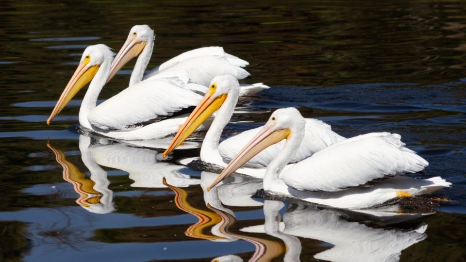 Aves migratorias en cuerpos de agua del Parque Ecológico Xochimilco