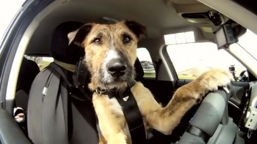 "Jaime Firulais": un hombre manejaba borracho y puso a su perro al volante para evitar el alcoholímetro