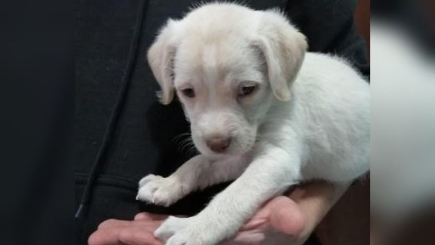 FOTOS | Espuma, una cachorrita labrador busca al mejor acompañante y un hogar amoroso