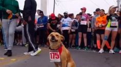 VIDEO | El "Chicles" lo vuelve a hacer: enfrenta a perros y gana carrera de 10 km