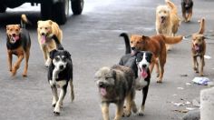 Indignación en Rusia: proponen llevar a perros callejeros a la guerra para "limpiar" zonas minadas