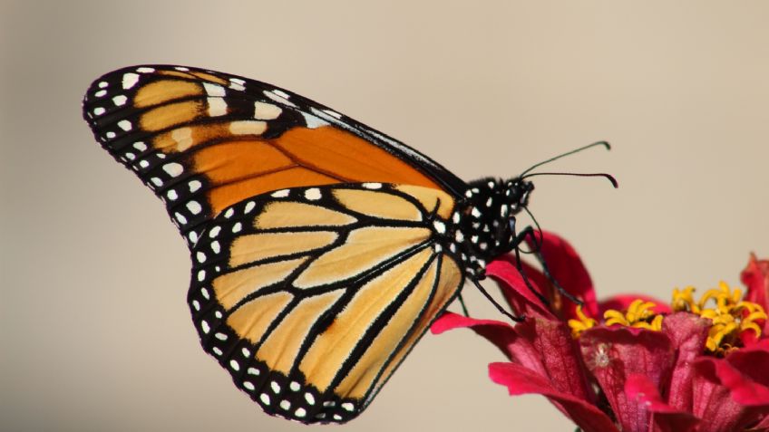 ¿Qué significa la "visita" de una mariposa en tu hogar? Te sorprenderá