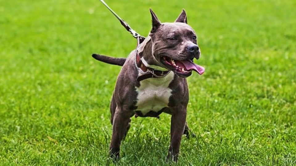 Los animales no llevaban correas o bozales.