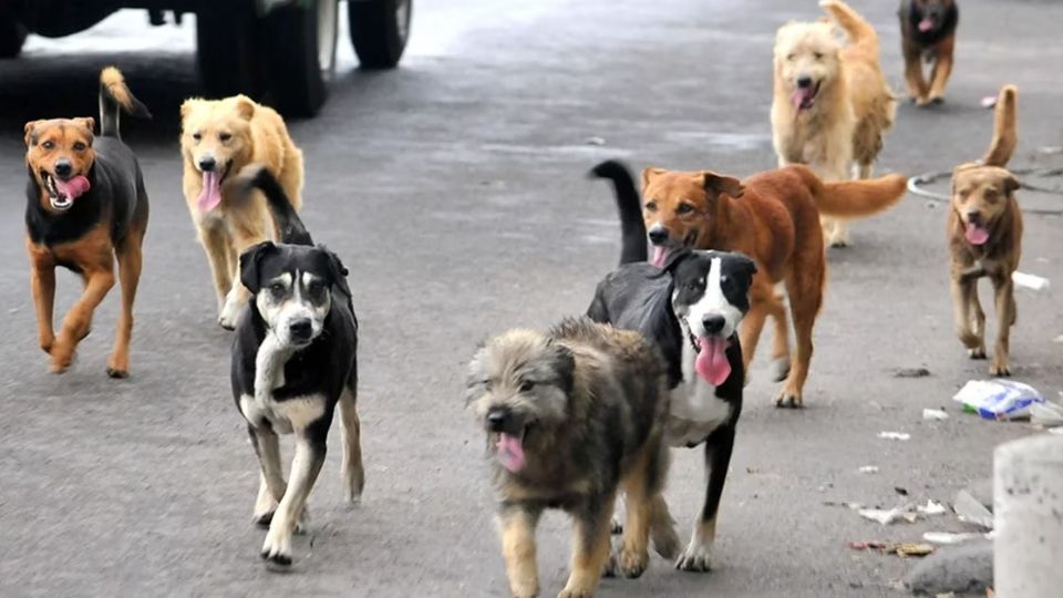 Los perros realizarían tareas como ayudar a las tropas en tierra a identificar las minas explosivas.