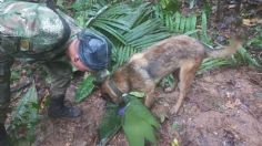 Carrera contra el tiempo: buscan a cuatro niños perdidos en la selva tras el desplome de una avioneta