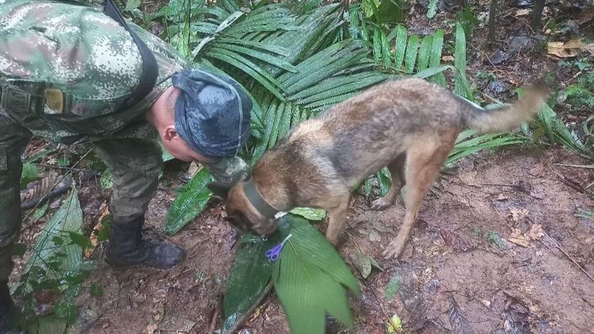 Carrera contra el tiempo: buscan a cuatro niños perdidos en la selva tras el desplome de una avioneta