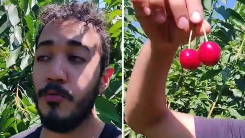 VIDEO: mexicano abandona su trabajo con salario mínimo para ganar 3 mil pesos diarios recolectando cerezas en Canadá  