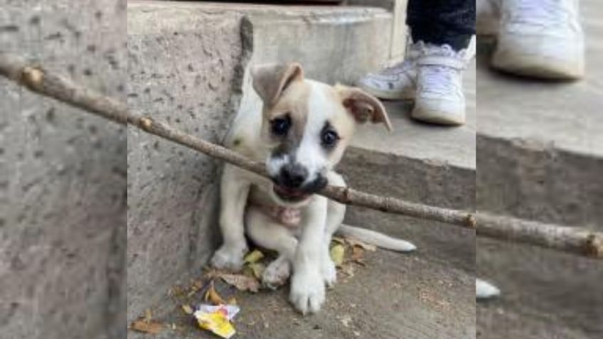 FOTO | Encuentra a tu compañero perfecto: Adopta a Coda, un adorable perrito en busca de amor y diversión