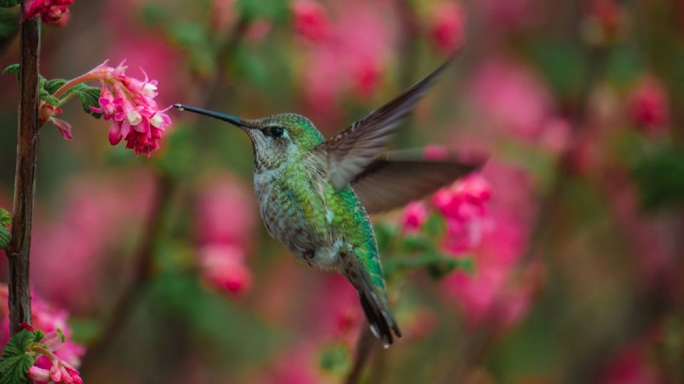 El colibrí es considerado como un mensajero de dioses y de nuestros difuntos.