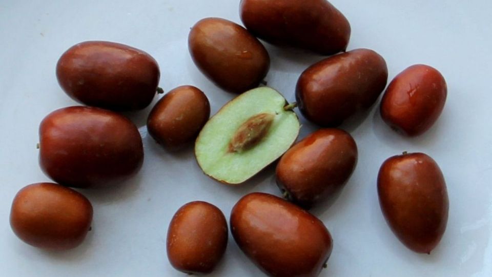 Durante un viaje uno de los asistentes de Hsieh repartió bolsas con azufafias, pequeños frutos similares a los dátiles.