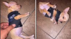 VIDEO: Perrito duerme tan profundamente que su dueño piensa que había muerto