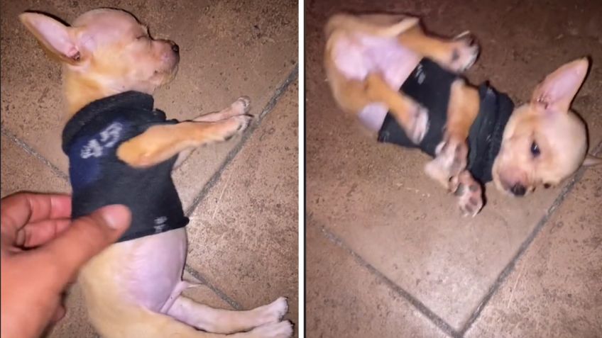 VIDEO: Perrito duerme tan profundamente que su dueño piensa que había muerto