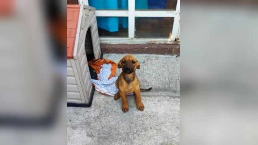 Cuquita tiene dos meses y está en adopción, lista para que la llenen de amor