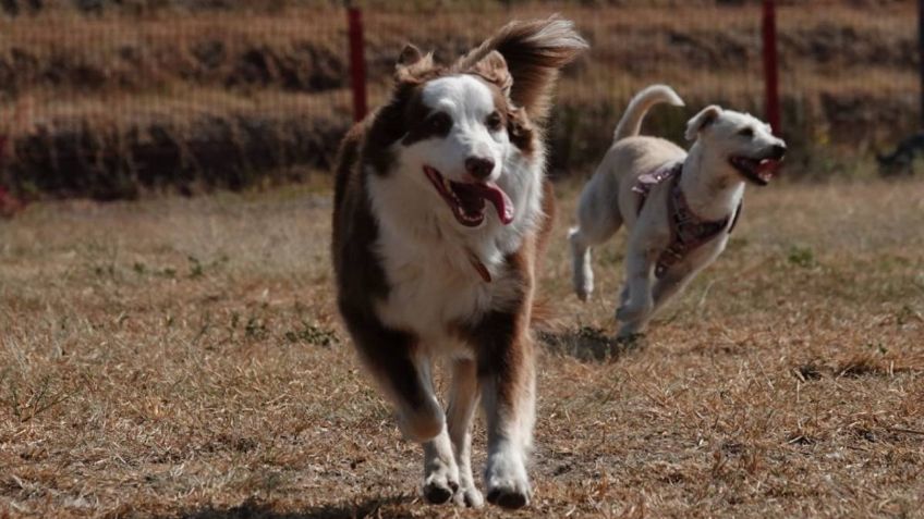 La falsa regla de los 7 años: así podrás calcular verdadera la edad de tu perro en "años humanos"