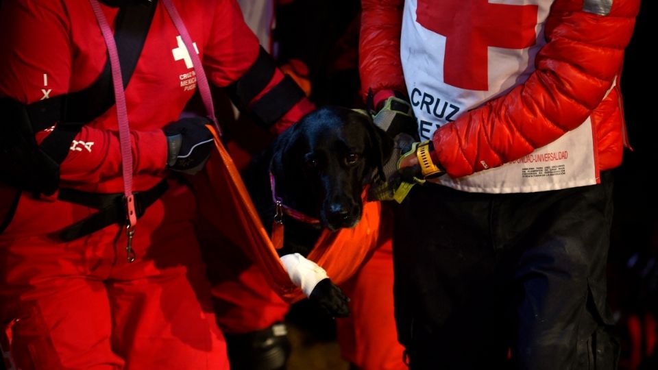 Rescatistas de la Cruz Roja laboran con perritos en un simulacro.