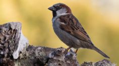 ¿Quieres sentirte mejor? Escucha a los pájaros