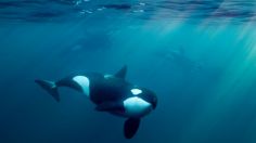 ¿Las orcas terminarán con los humanos? Expertos advierten que ya aprendieron a hundir barcos