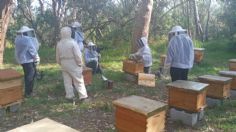 Bomberos de la CDMX van por el rescate de las abejas