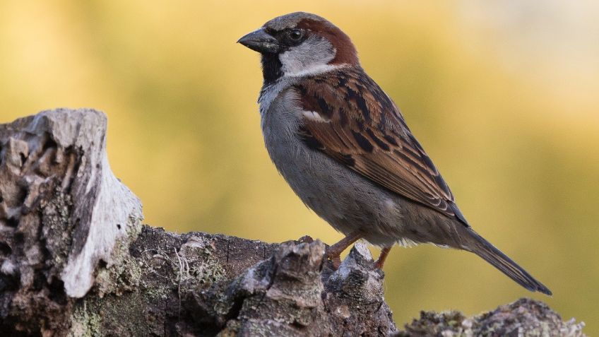 ¿Quieres sentirte mejor? Escucha a los pájaros