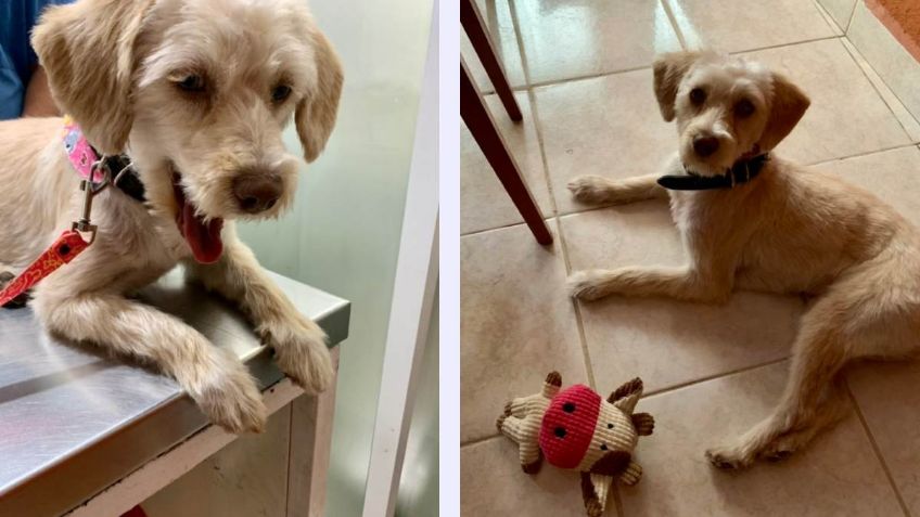 Una perrita fue plantada el día de su adopción, la rechazaron por ser "demasiado grande"