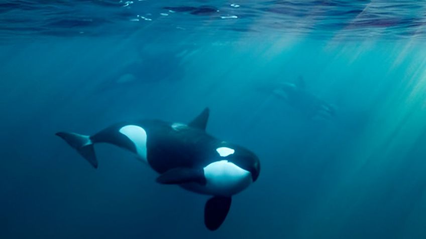 ¿Las orcas terminarán con los humanos? Expertos advierten que ya aprendieron a hundir barcos