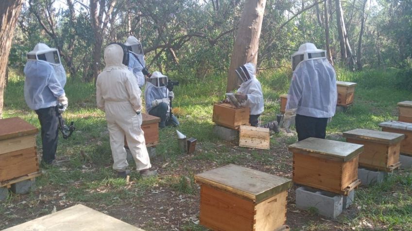 Bomberos de la CDMX van por el rescate de las abejas