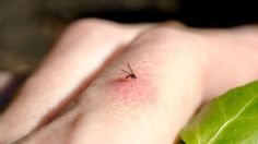 Estos son los compuestos químicos que hacen que los mosquitos se sientan atraídos por tu piel