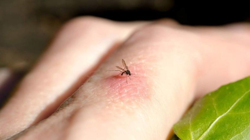 Estos son los compuestos químicos que hacen que los mosquitos se sientan atraídos por tu piel