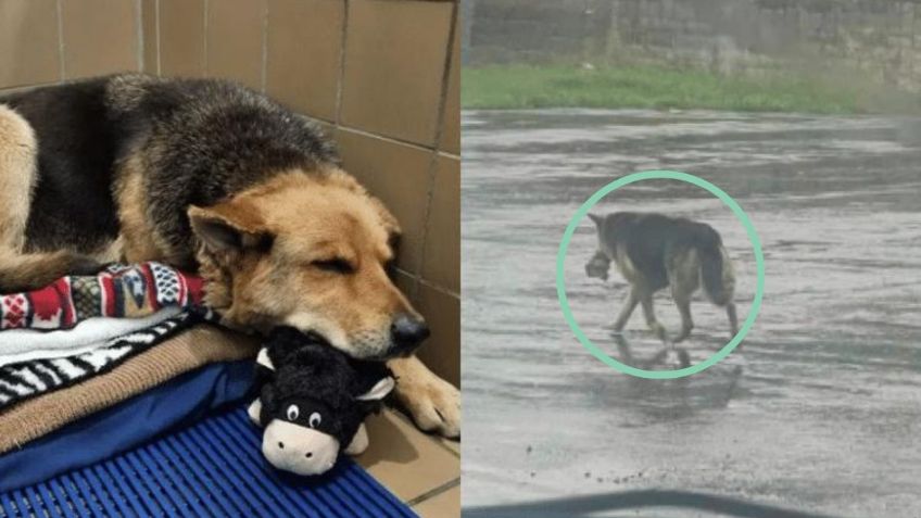 Emotiva historia: Rescatan a una perrita que llevaba meses deambulando con un peluche en el hocico tras perder a su dueño