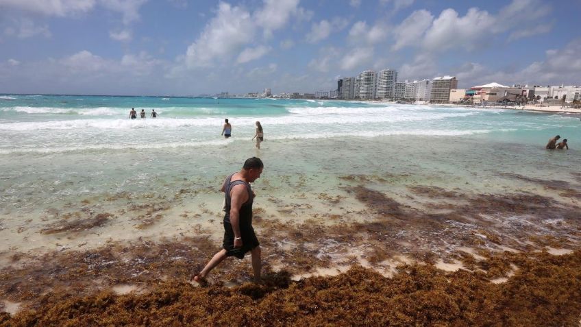 La tormenta patógena perfecta: sargazo, basura y plásticos ponen en riesgo la vida como la conocemos