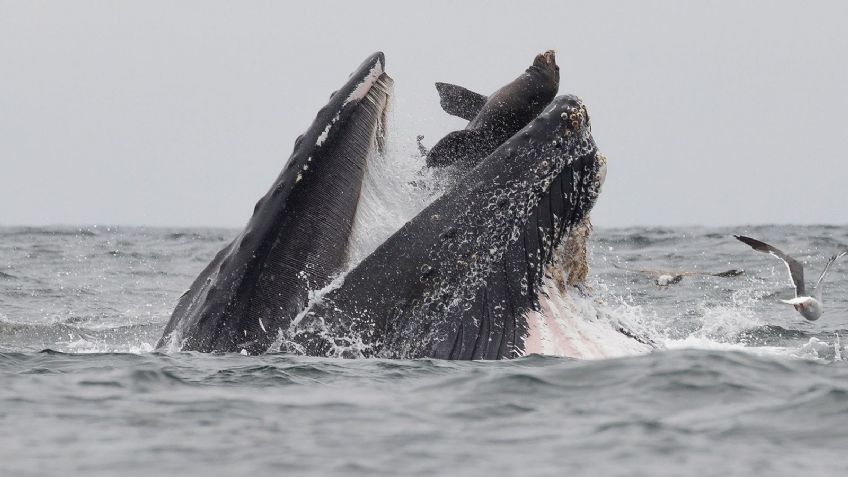 ¡De película! Ballena jorobada se "comió" a un pescador y logró salir vivo de milagro