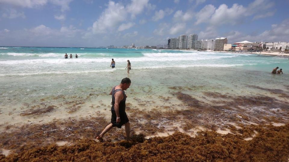 Actualmente, se sabe poco sobre la relación ecológica entre la bacteria Vibrio y el sargazo.