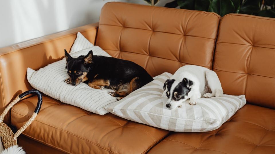 No dejas a tus mascotas fuera de casa o su salud podría verse afectada.