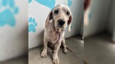 Sin corazón: una perrita de la tercera edad fue abandonada en un spa canino, así puedes ayudarla