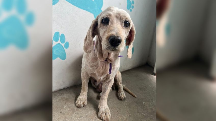 Sin corazón: una perrita de la tercera edad fue abandonada en un spa canino, así puedes ayudarla