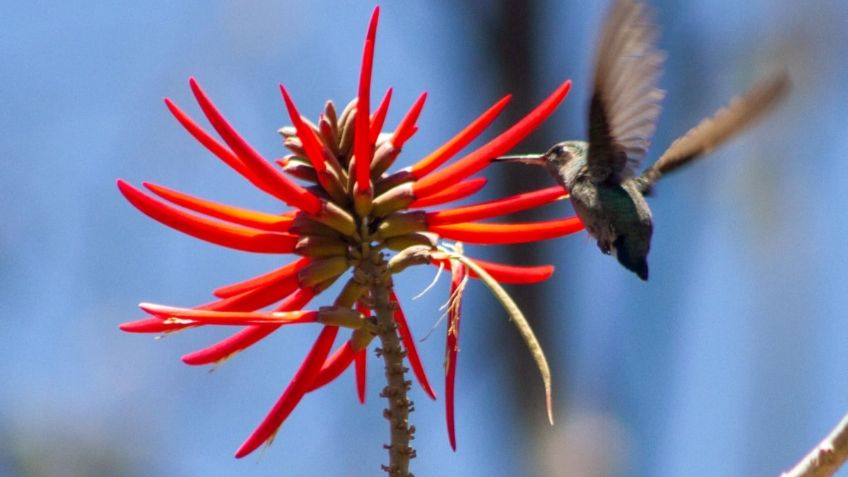 Fortalecen acciones de conservación y cuidado de áreas naturales de la CDMX