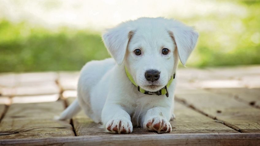 Soriana se unen al rescate de mascotas