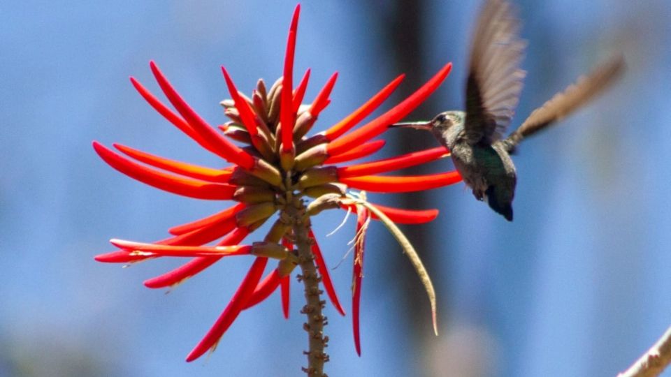 Los humedales de la CDMX ya han recibido a diferentes especies silvestres