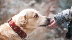 El snack ideal para tu perrito, te toma 10 minutos hacerlo y es nutritivo para su pelaje