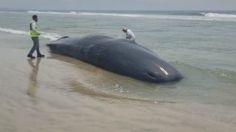 VIDEO FUERTE | Una ballena muere encallada en Oaxaca: pescadores intentaron regresarla al mar