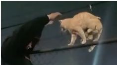 VIDEO | ¡Me pareció ver a un lindo gatito! El heroico momento en que salvan a un michi atrapado entre alambres