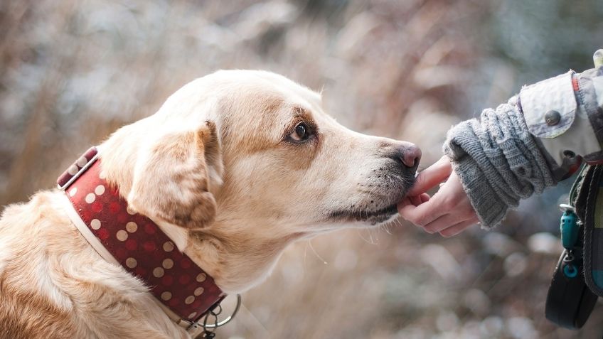 ¿Tu perrito tiene insuficiencia renal? Estos alimentos están prohibidos en su dieta