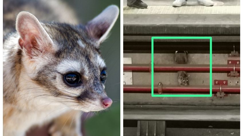 Si lo ve, repórtelo: Protección Civil busca a un cacomixtle que vive en las vías de la Línea 7 del Metro