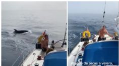 IMÁGENES FUERTES: orcas se unen para atacar ferozmente a un pequeño barco