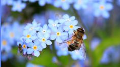 ¿Cuál es el significado espiritual de las abejas dentro de casa? Tienen un mensaje importante para ti