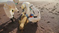 Amenaza por gripe aviar aumenta: mueren más de 9 mil animales marinos por el virus