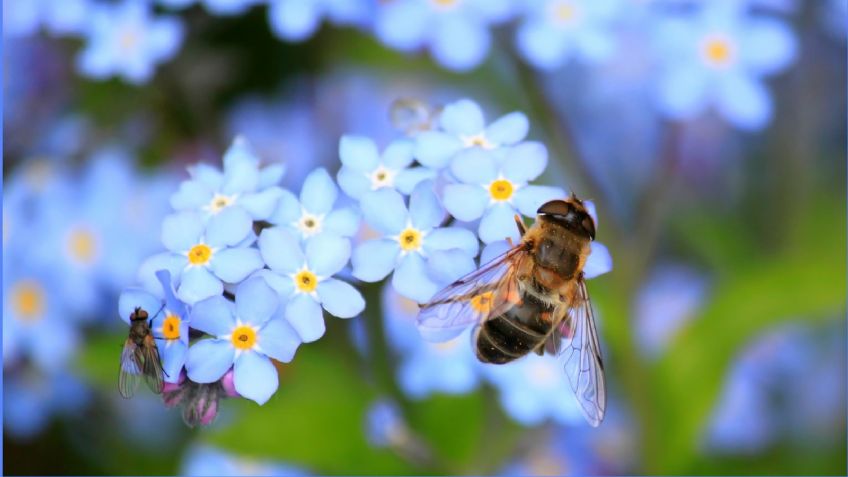 ¿Cuál es el significado espiritual de las abejas dentro de casa? Tienen un mensaje importante para ti