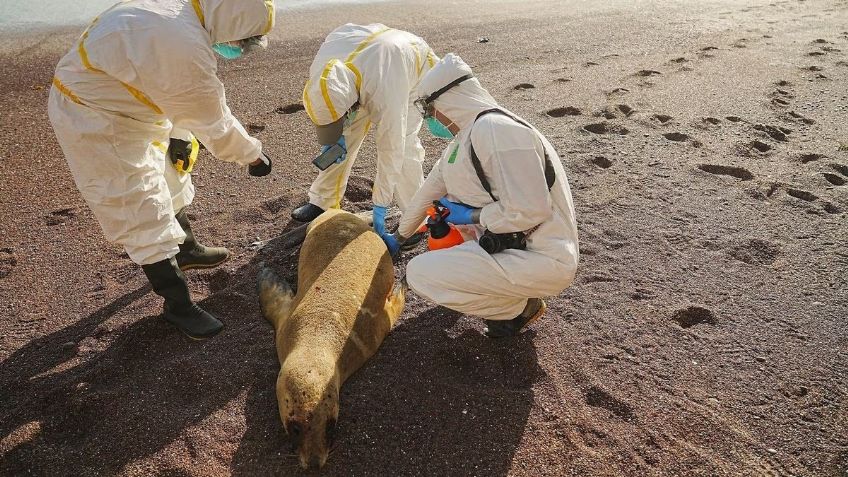 Amenaza por gripe aviar aumenta: mueren más de 9 mil animales marinos por el virus